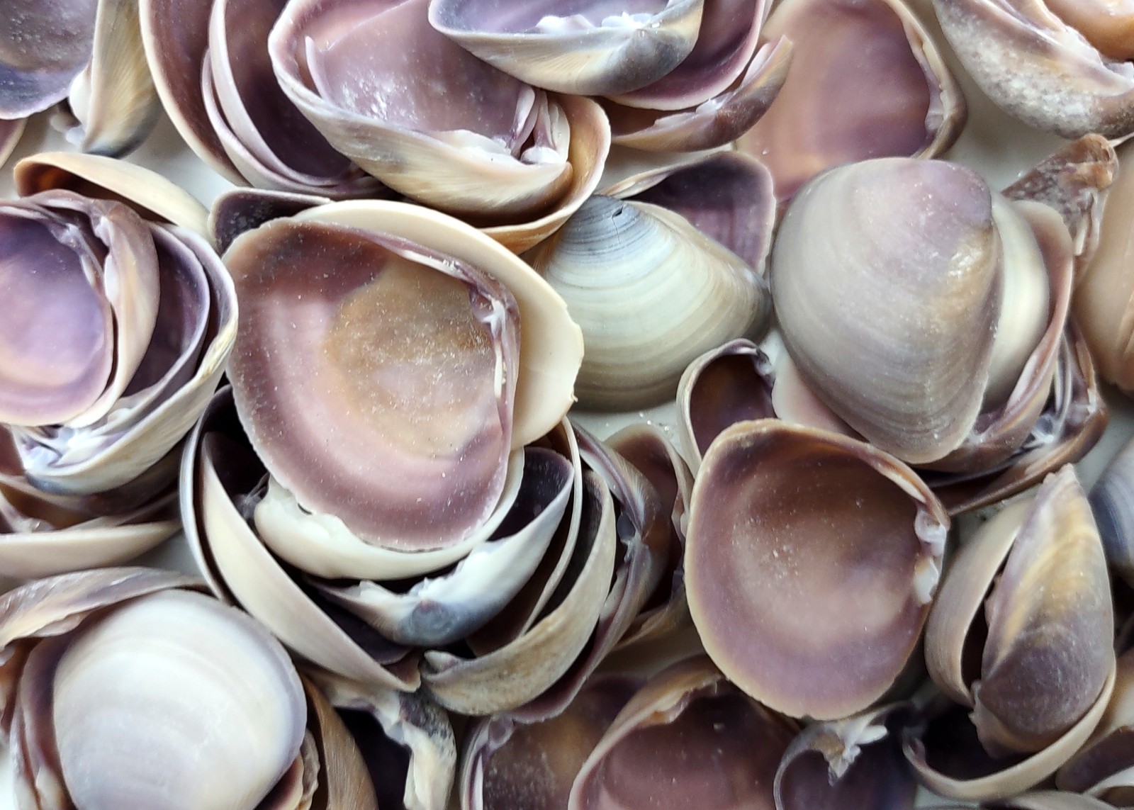 Purple Cay Cay Clam Seashells (approx. half cup +/-70 shells 0.5+ inches)