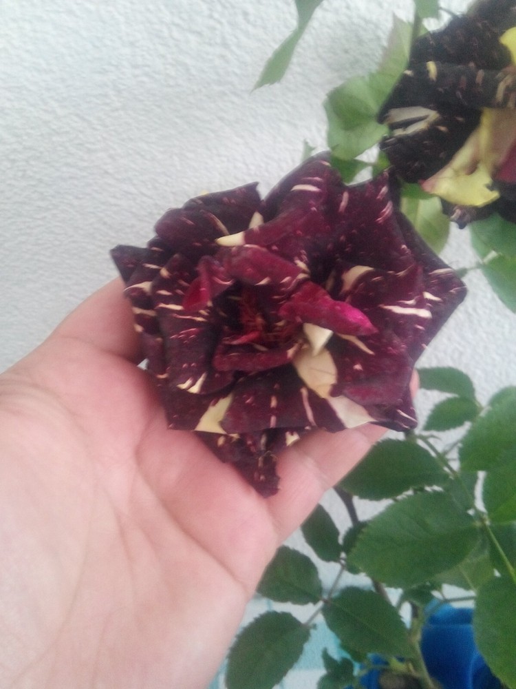 Abracadabra (Wizard) Rose Grafted Live Plant