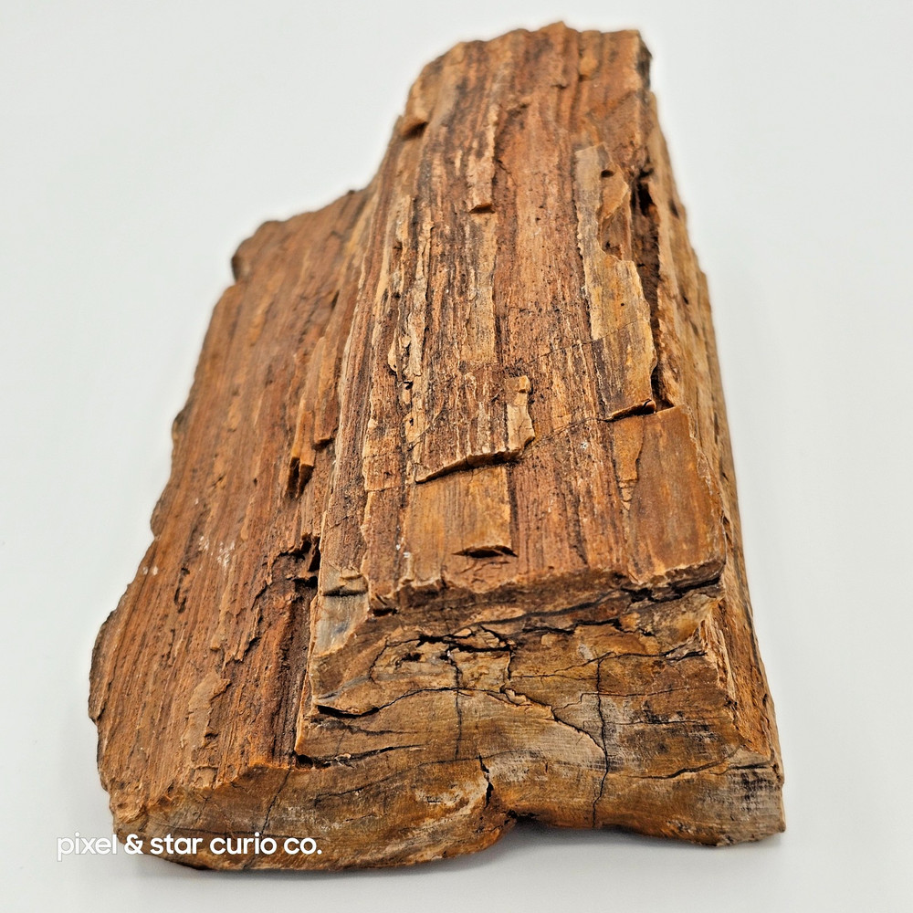 Large Petrified Wood Chunk – 2 lb 11.3 oz – Natural Fossilized Log Segment