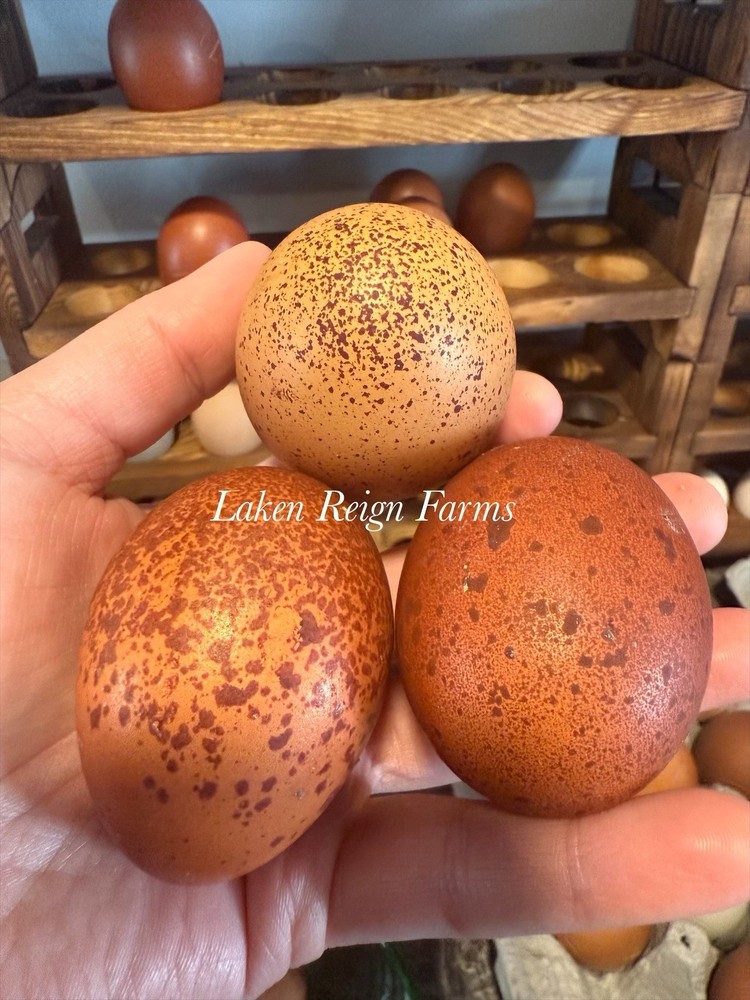 12 Rainbow Hatching Eggs Blooms, Speckles, NPIP/AI