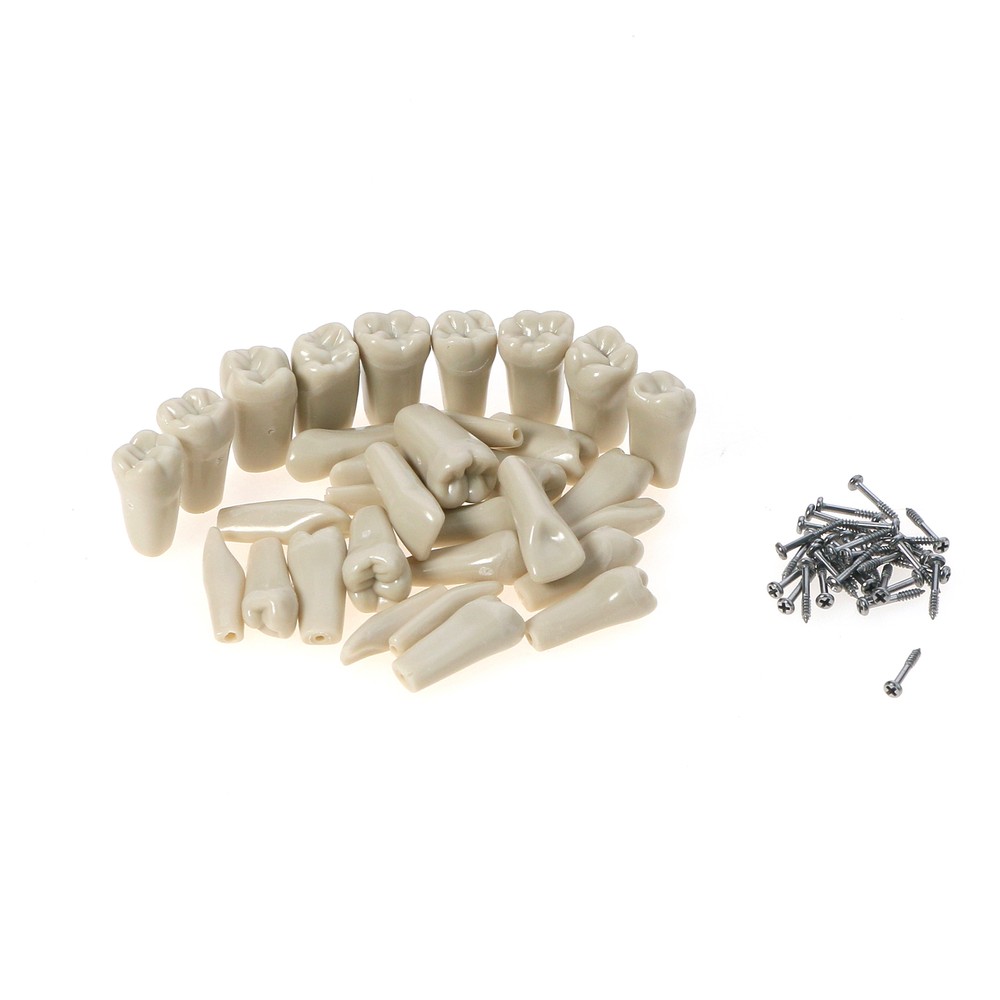 32pcs Columbia Dentoform Dental Typodont Model Removable Teeth Soft Gingiva Pole