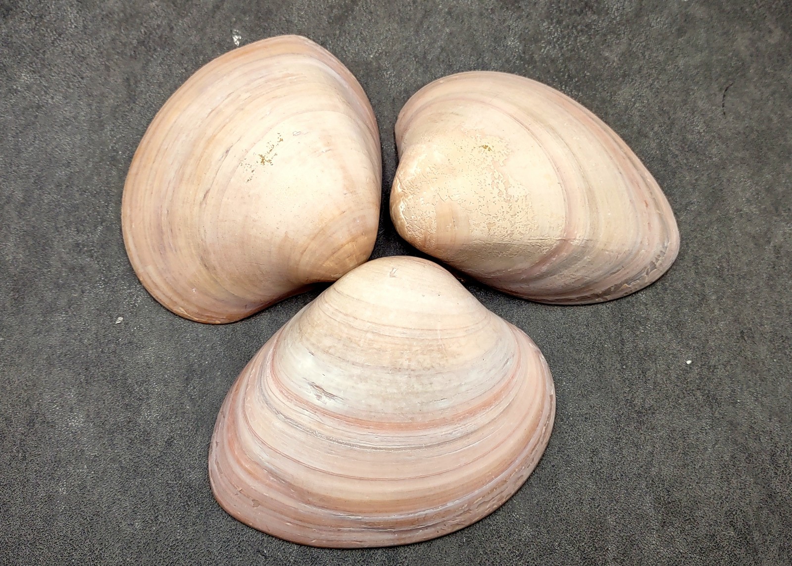 Mocha Clam Seashells Megapitaria Squalida (3 shells approx. 3+ inches)