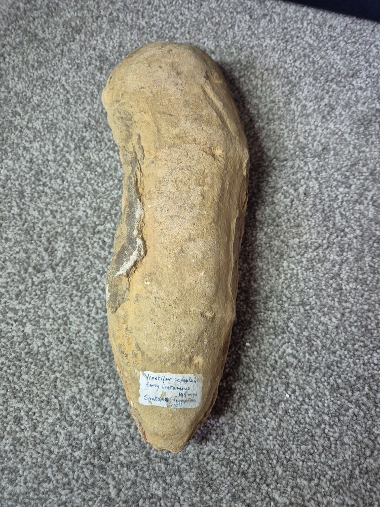Vinctifer Comptoni Fossil Fish 2 halves