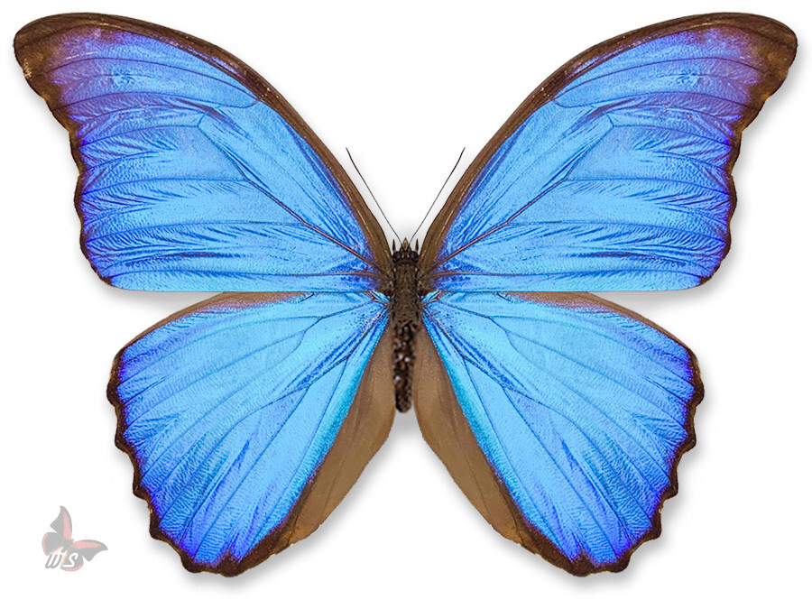 Morpho didius , UNMOUNTED butterfly