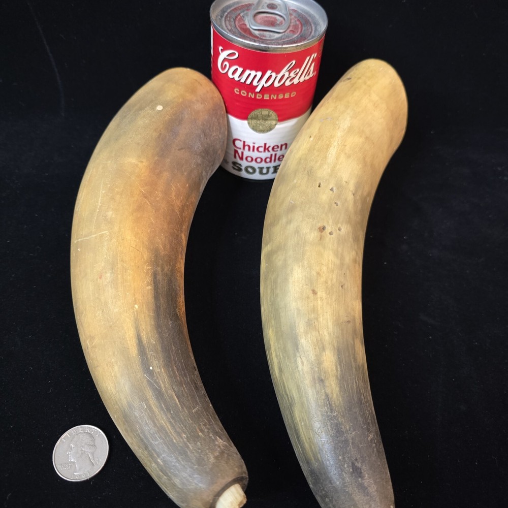 Antique Powder Horns