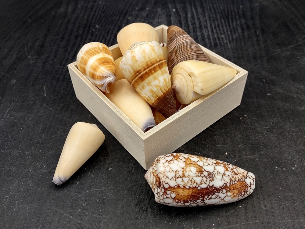 Cone Seashell Small Assorted Mix (6 shells approx. 1.5+ inches)