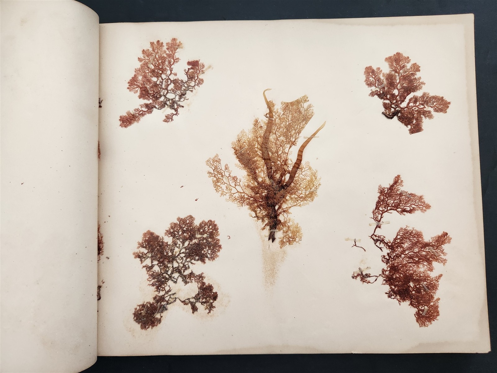 1883 antique SEAWEED pressed ALBUM monterey ca EUGENIE PHILLIPS specimen book