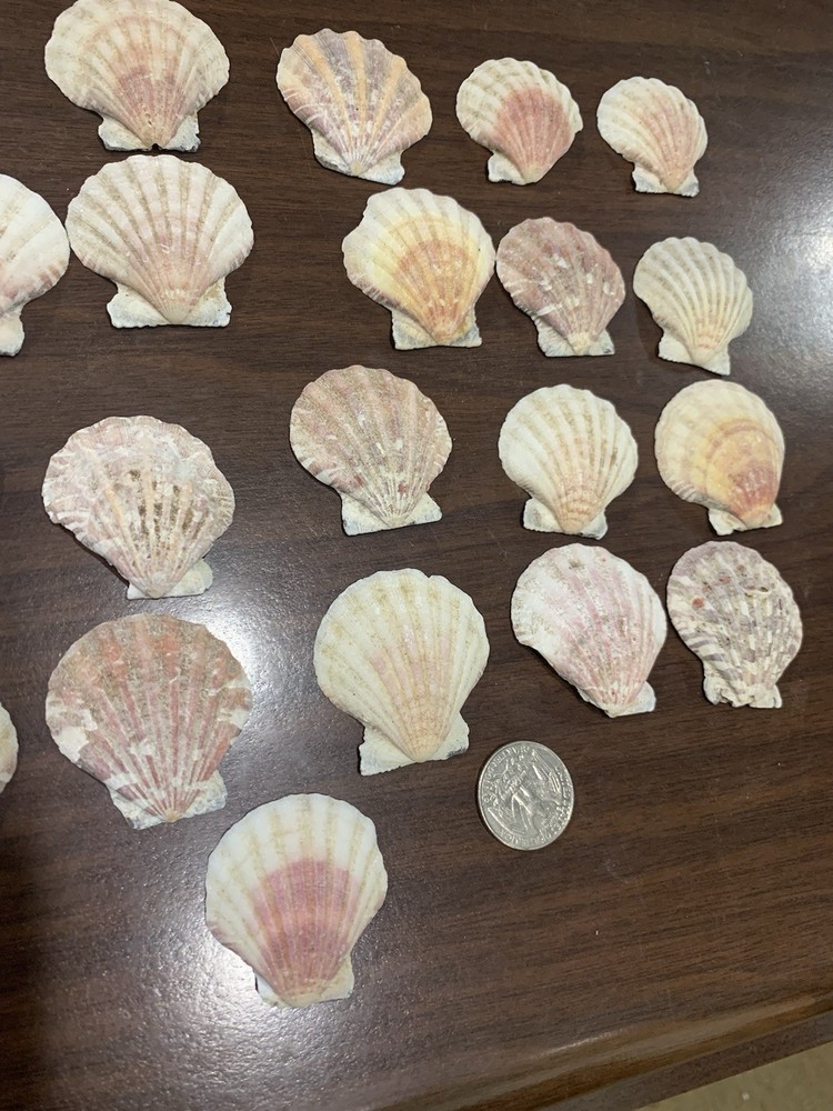 25 Medium Size Various colored Scallop Sea Shells most 2 in