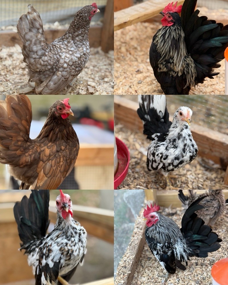18++Small/Micro A&B SERAMA Hatching Eggs
