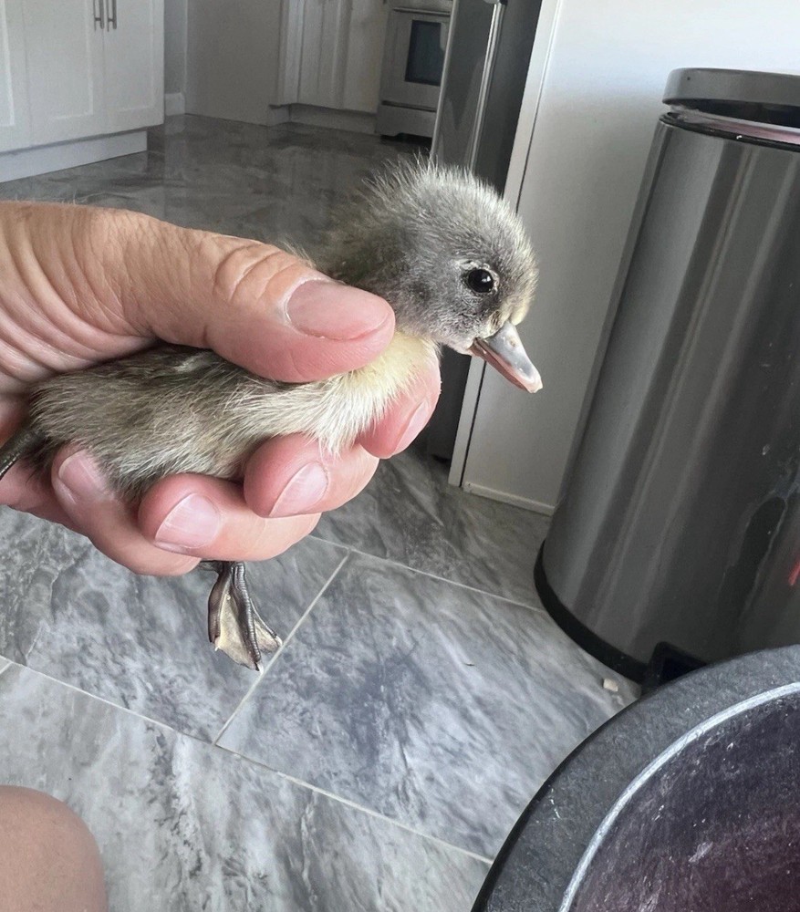 12 Fertilize Ducks Eggs