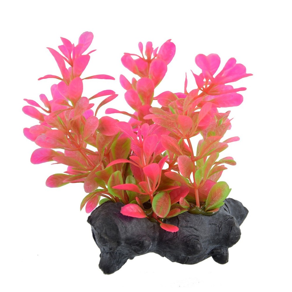 RA Red Moneywort - 3" (4 Pack)