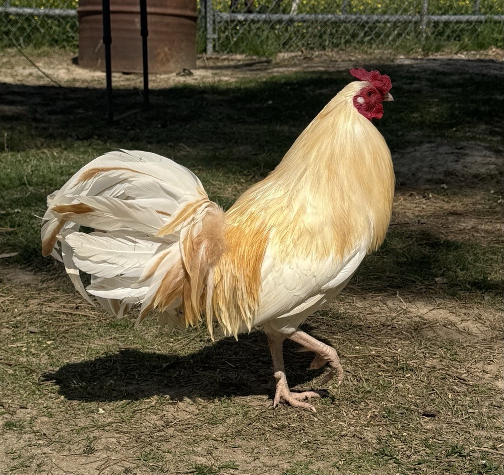 chicken hatching egg