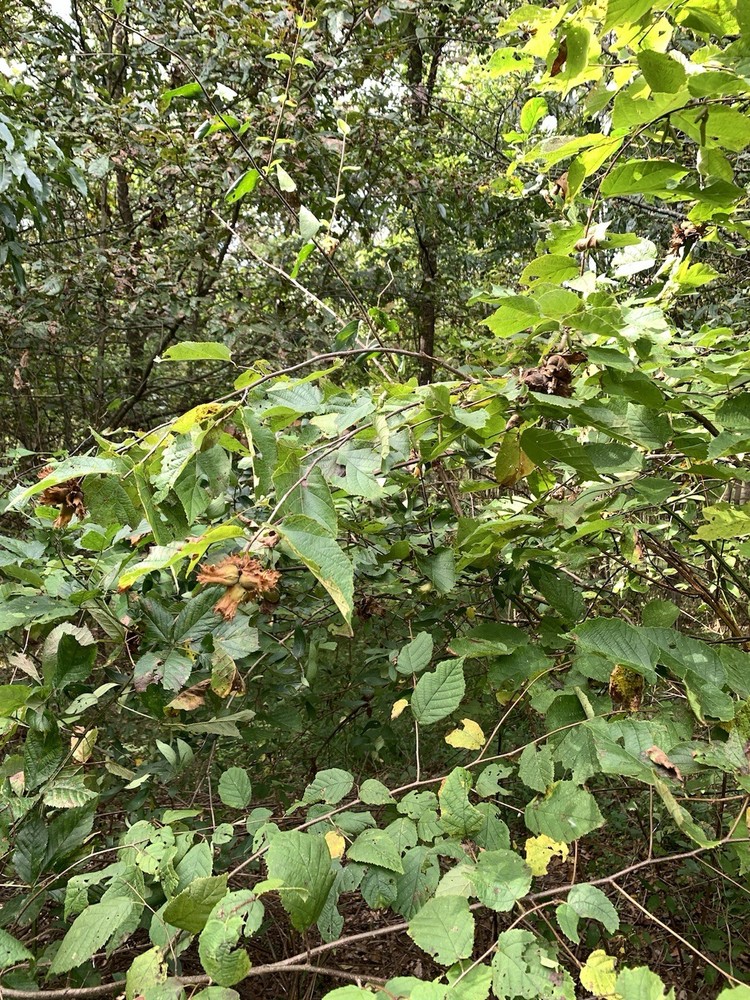 25 American Hazelnut Tree Seeds