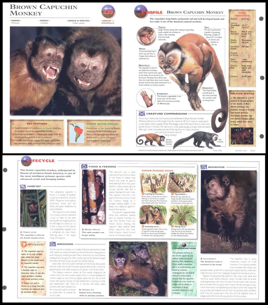 Fold-Out Sheet - Brown Capuchin Monkey - 229