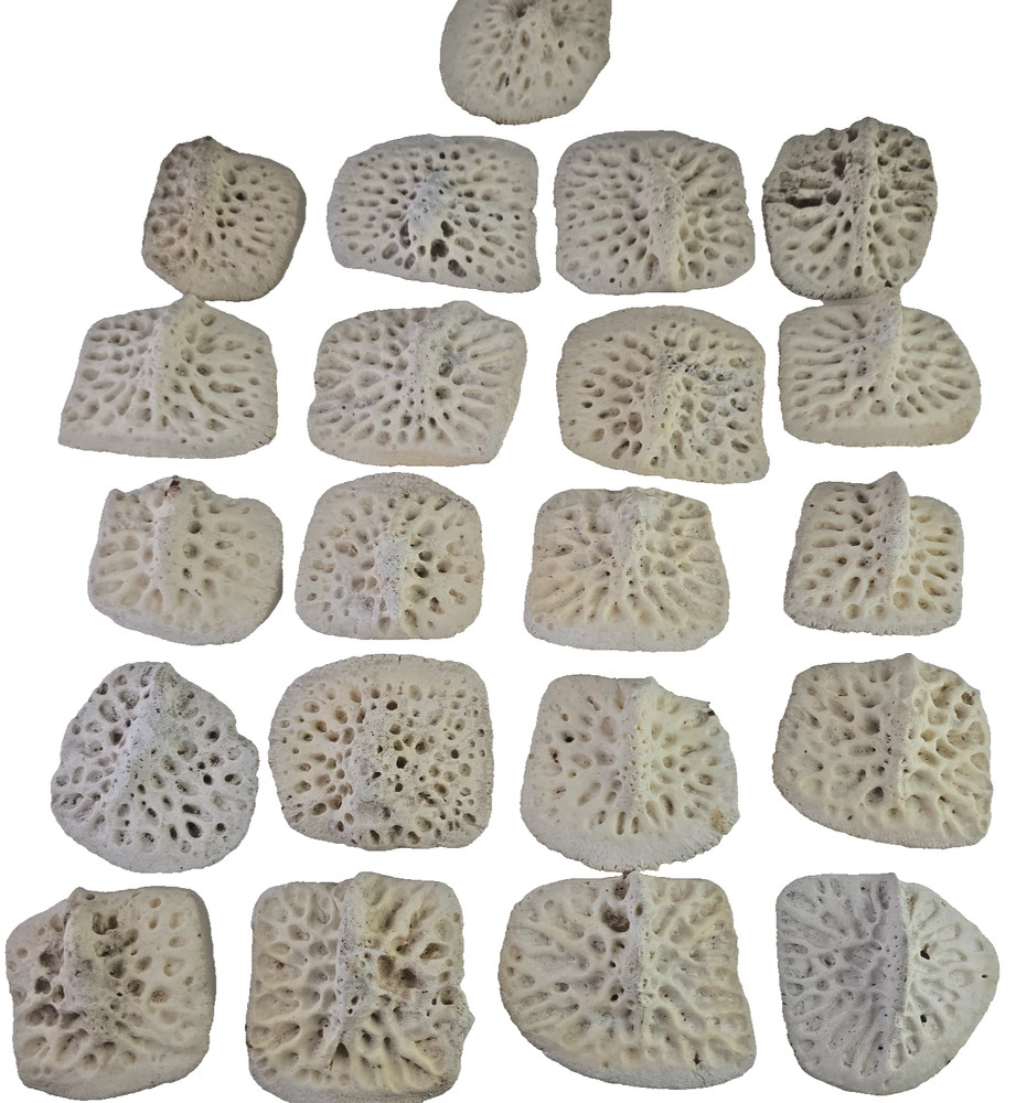Gator Alligator Back Scute bone bones Bony scutes croc weird Osteoderms white