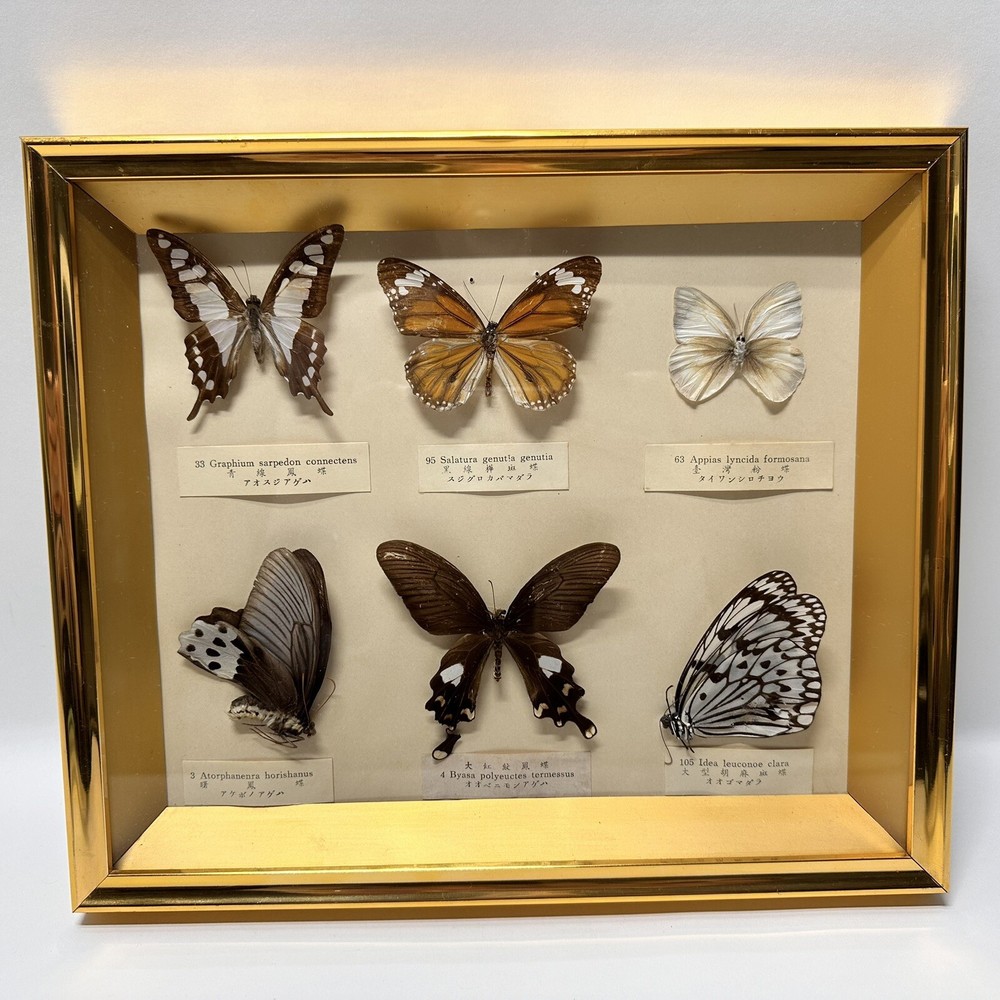 Rare Butterfly Specimen Display