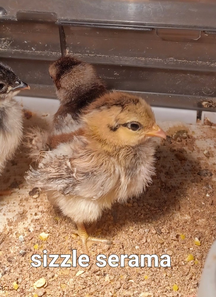 18+AI NPIP Clean Serama Hatching Eggs, Micro, A & B Types / Malay/Trad