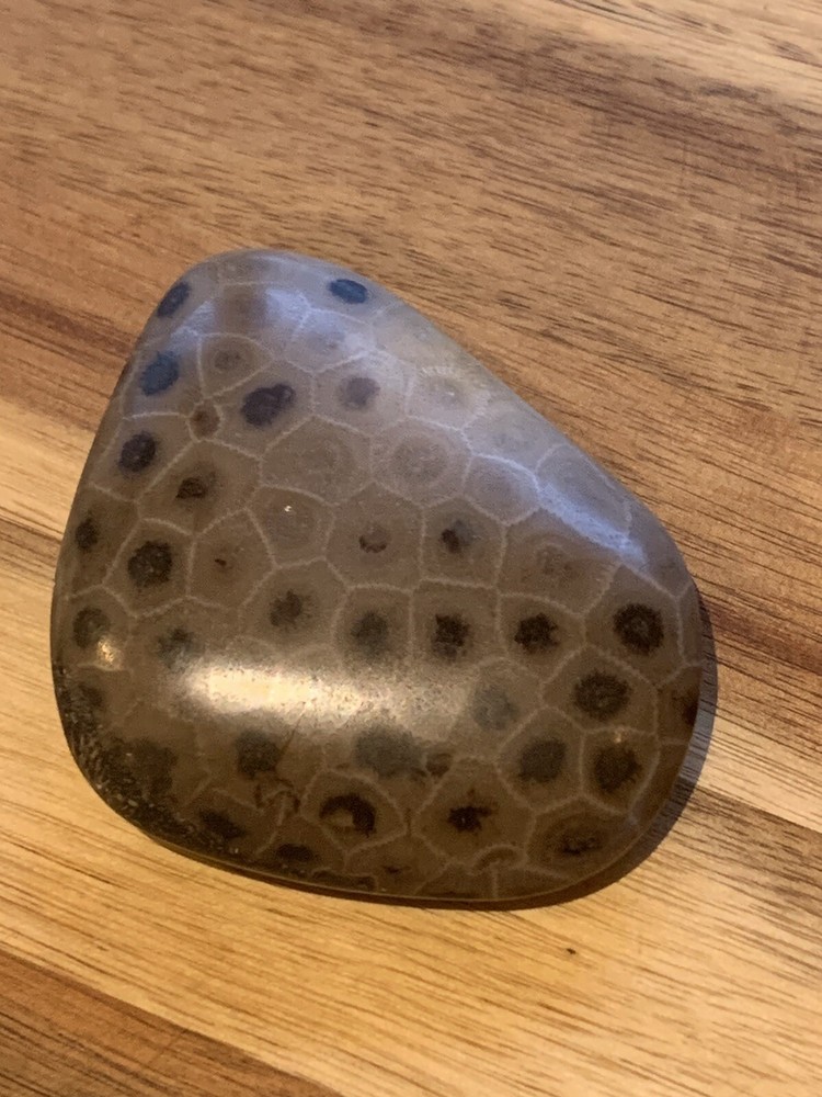 Petoskey Stone Polished
