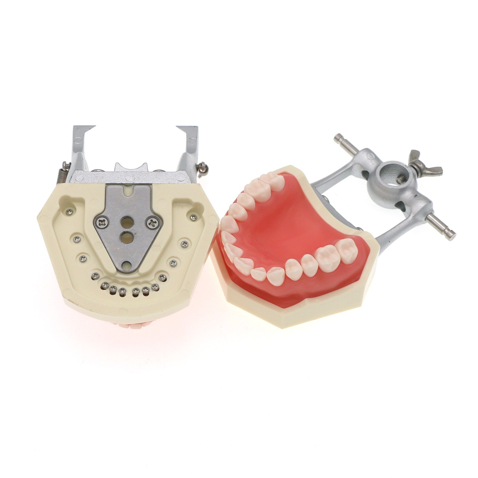 Fit Kilgore NISSIN 200/500 Type Dental Typodont Teeth Model With Removable Teeth