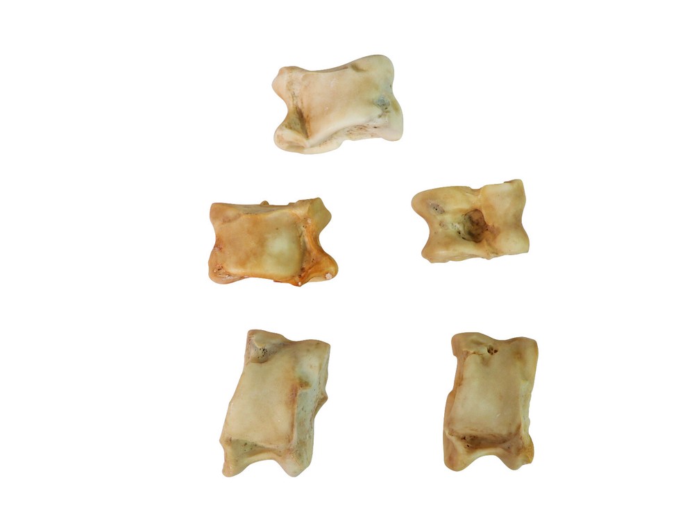 Five (5) Deer Knuckle Bones: Four-Sided (1137-32) Y2L