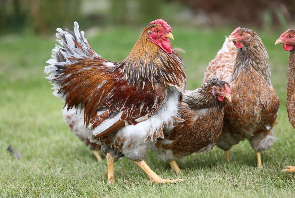 10++ NPIP Blue Laced Red Wyandotte Hatching Eggs - Read Description