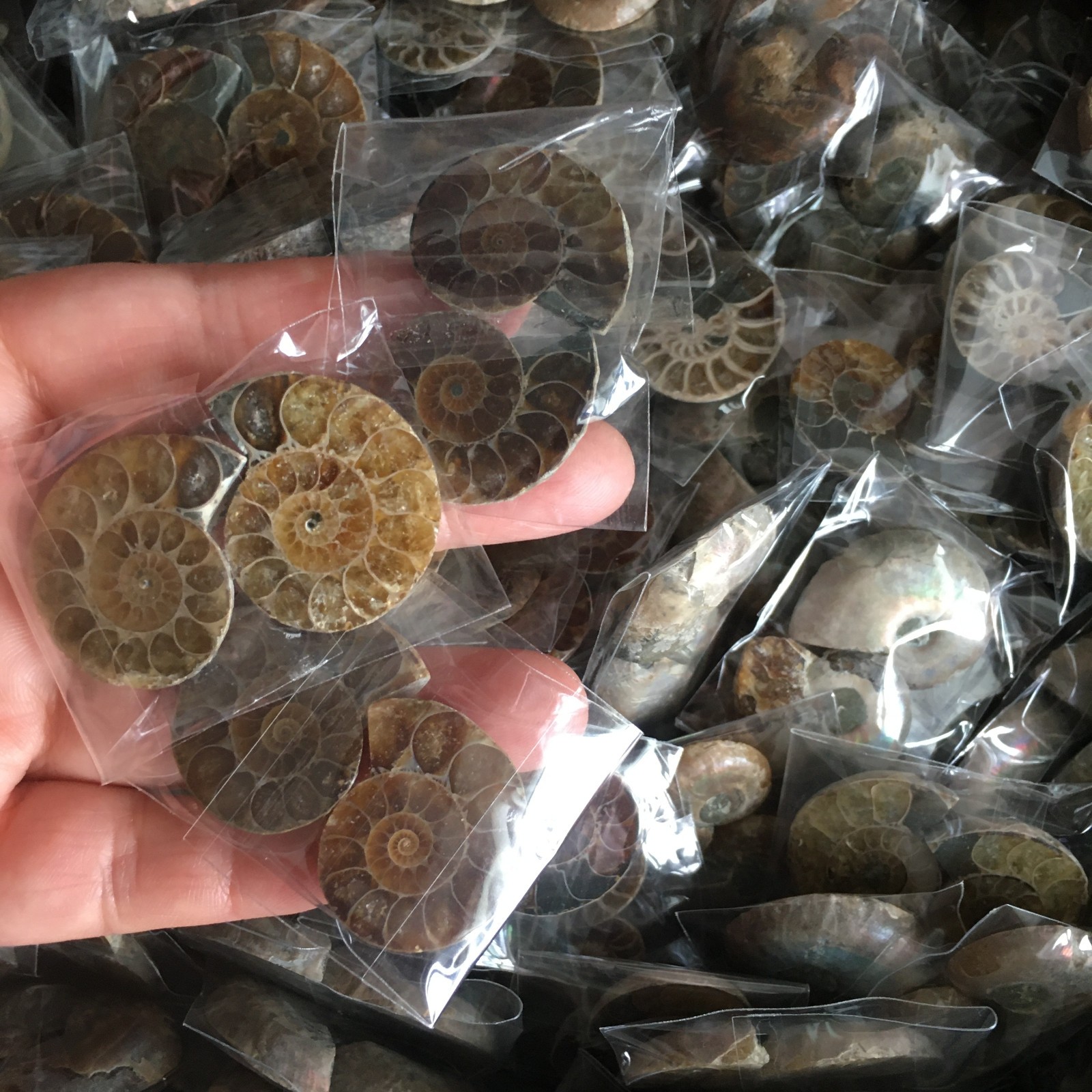 50 pair  of Split Ammonite  Specimen Shell Healing Madagascar 02
