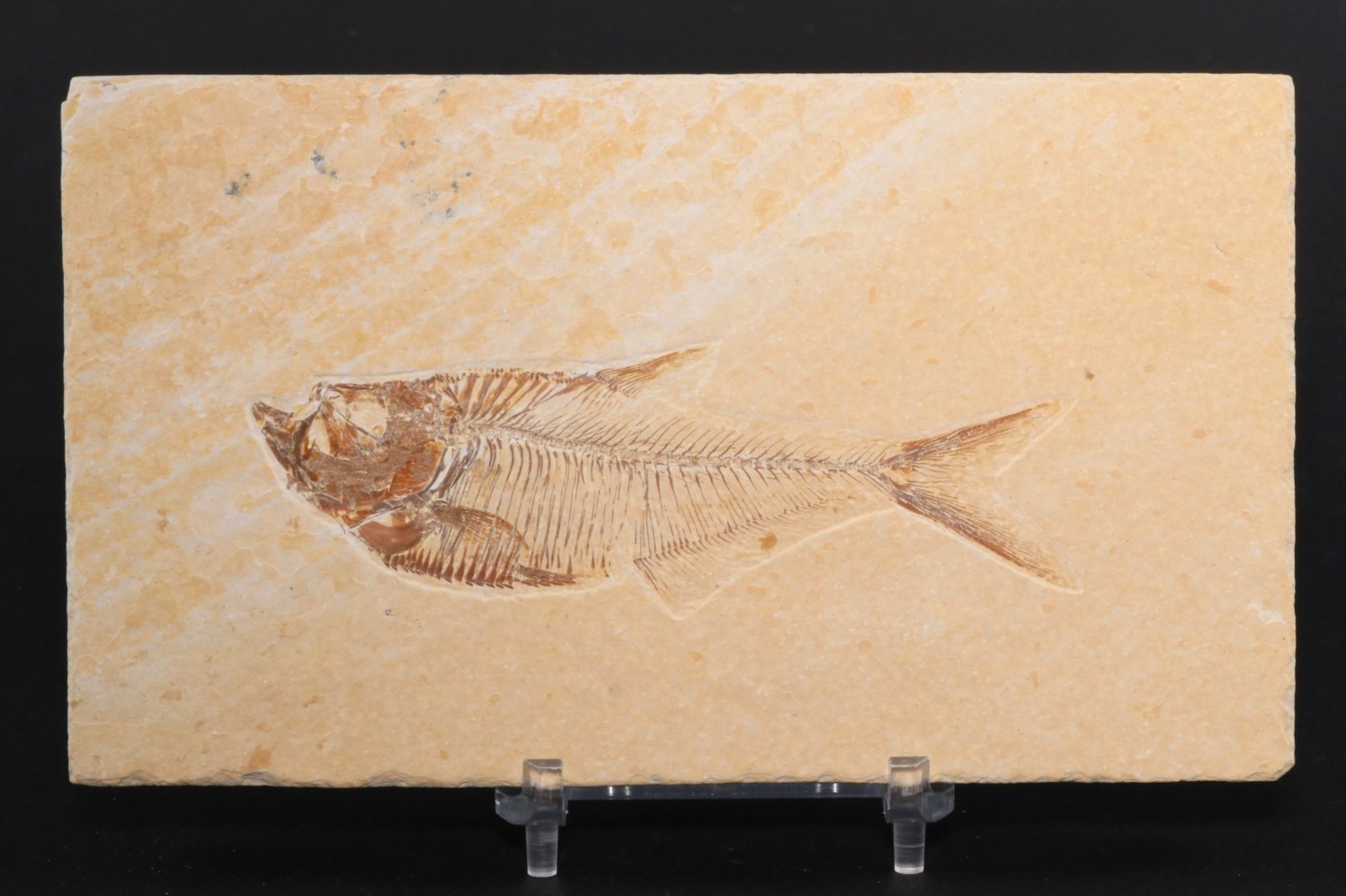 3.7" Diplomystus Fossil Fish Fossil Lake Green River Fm Wyoming COA 11881