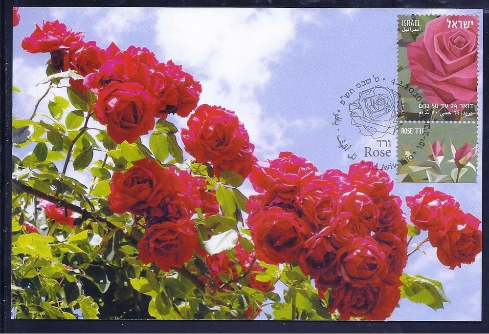 ISRAEL 2020 ROSE FLOWER DOAR 24 DEFINITIVE STAMP MAXIMUM CARD
