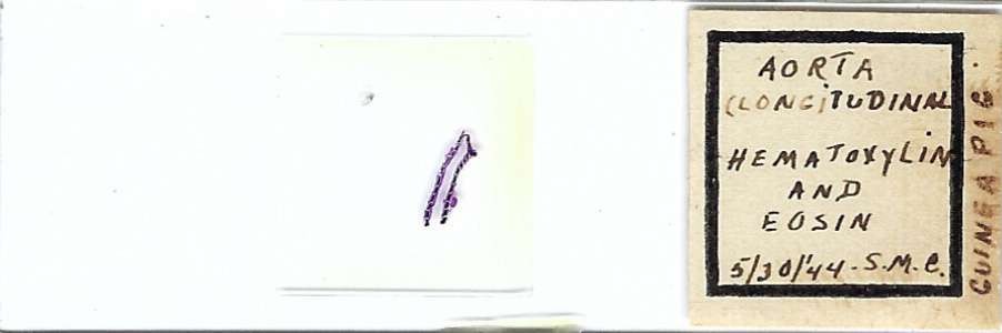 Guinea Pig Aorta Microscope Slide