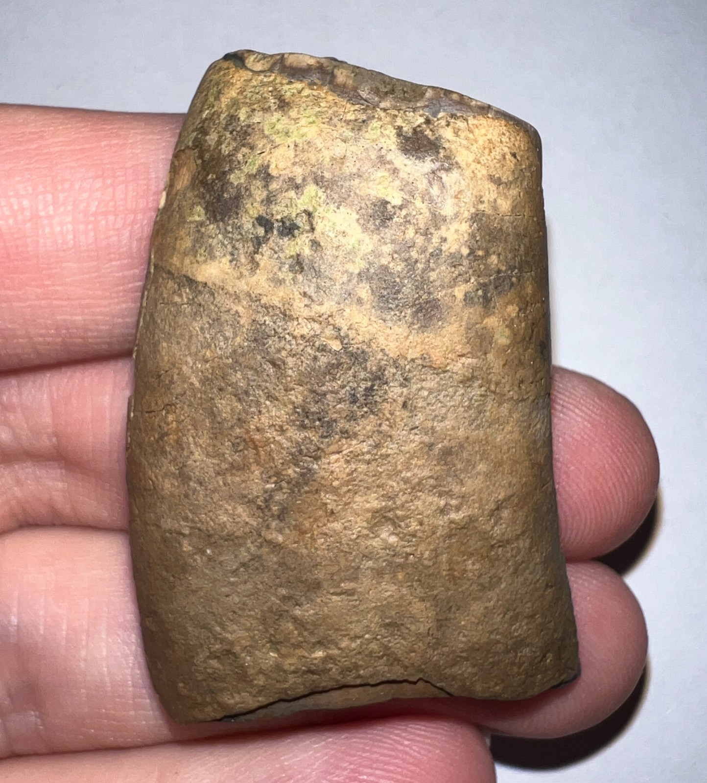 Rare Ice Age Fossil GROUND SLOTH MEGALONYX CANINE TOOTH 1.85 INCHES NO REPAIR