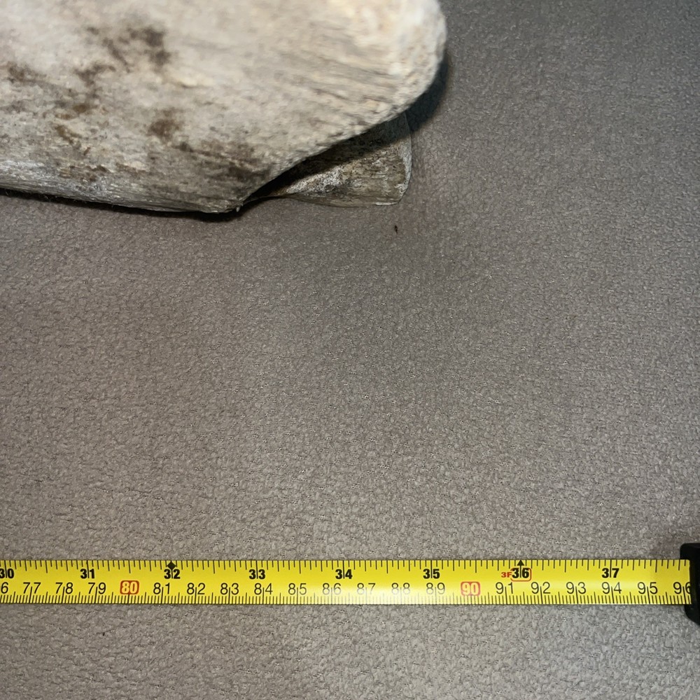 Whale Vertebrae Fossil Bone