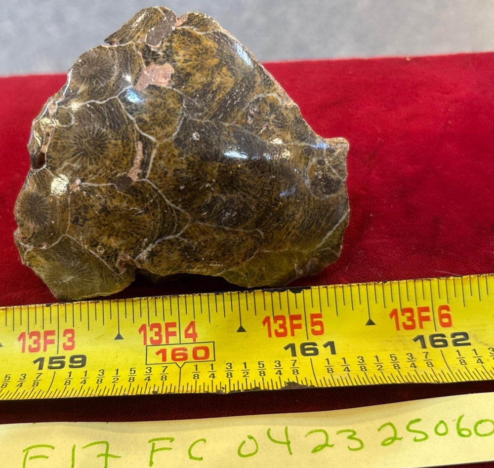 Petrified Coral End Polished