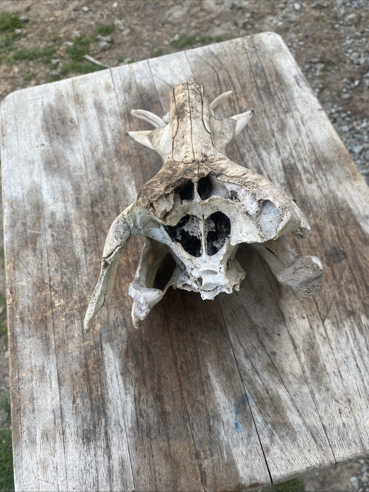 Wild Boar Full Skull Feral Hog Pig Tusk Cabin Decor Taxidermy Teeth