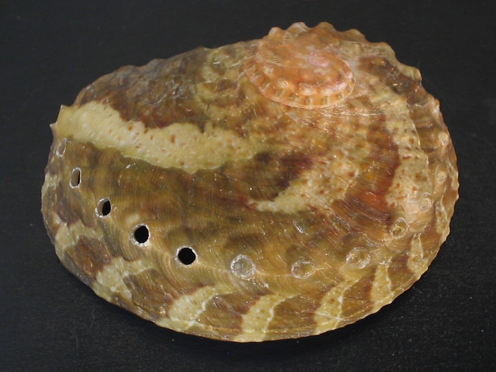 Stunning Pattern...HALIOTIS PATAMAKANTHINI~59.6mm!!~Thailand SEASHELL