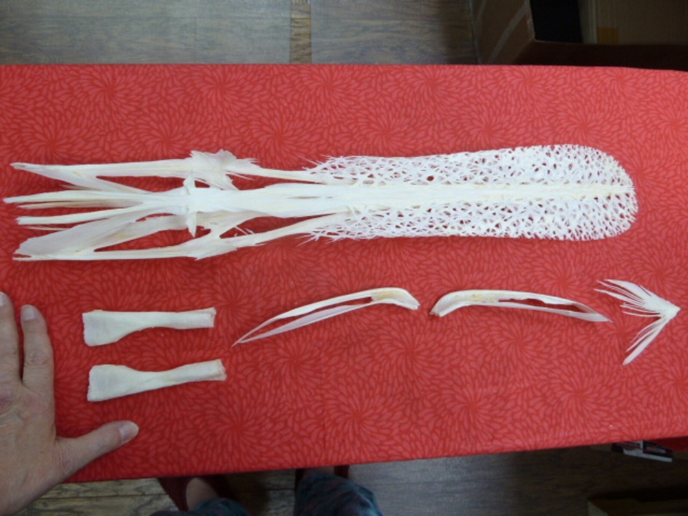 W3-j) 23" Paddlefish skeleton head bill Polyodon spathula spoonbill paddle fish