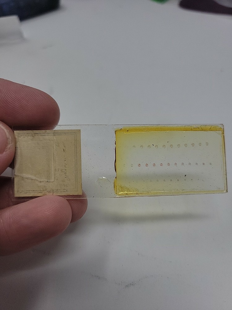 Vintage Microscope Slide 1941