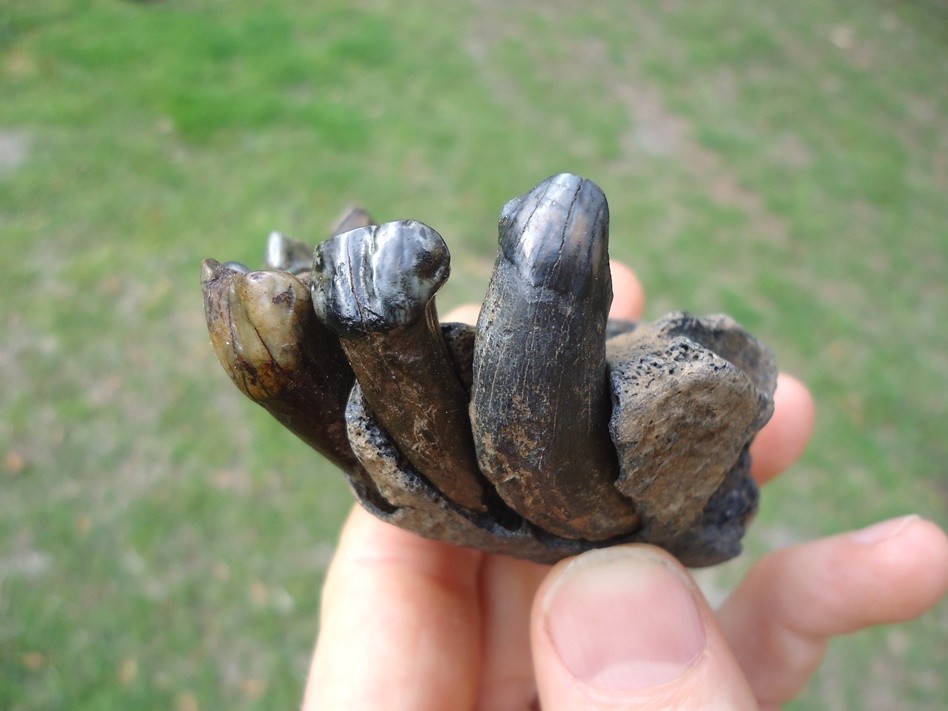 ONE OF A KIND TAPIR PREMAXILLA w/ TEETH FLORIDA FOSSIL ICE AGE EXTINCT JAW SKULL