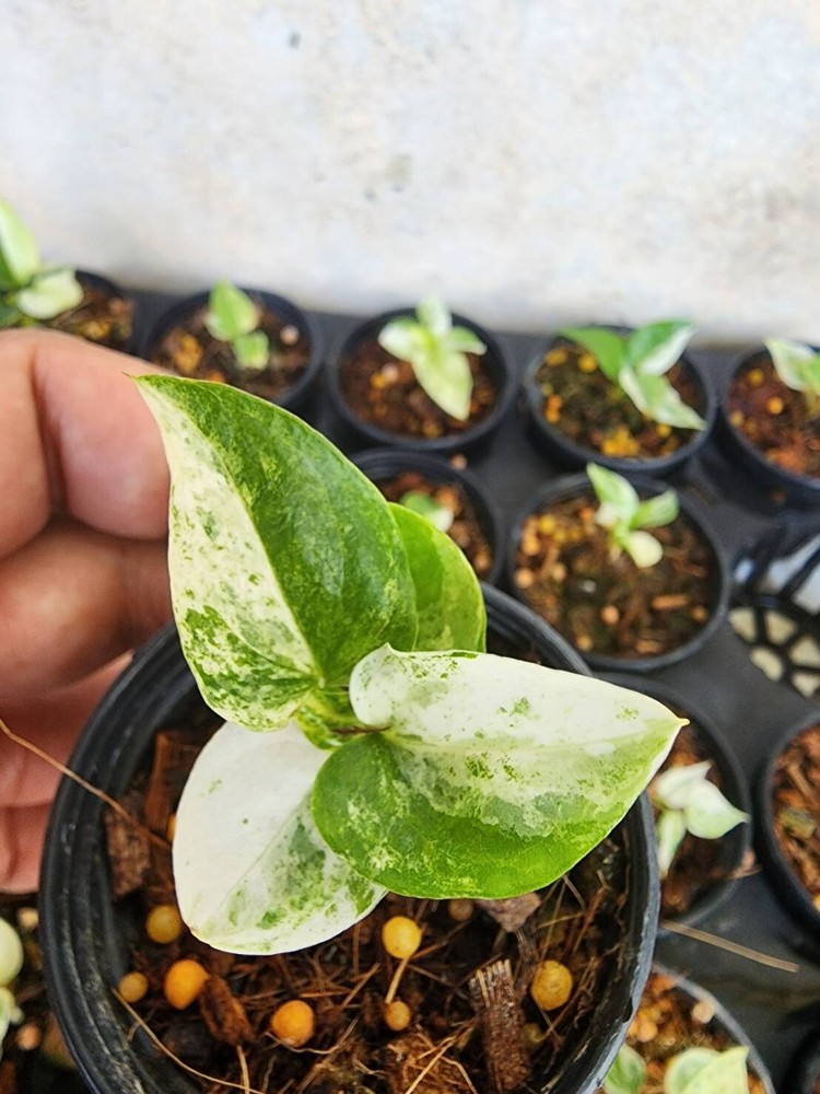 Anthurium hybrid variegated_4 inch pot