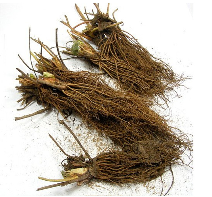 Quinalt Everbearing Strawberry 25 Bare Root Plants - Huge Fruit Size Super Sweet