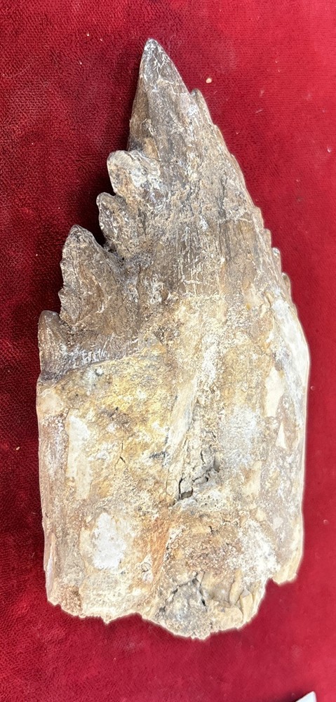 4 1/2” Basilosaurus Tooth 40-34 Mil Yrs Old Late Eocene