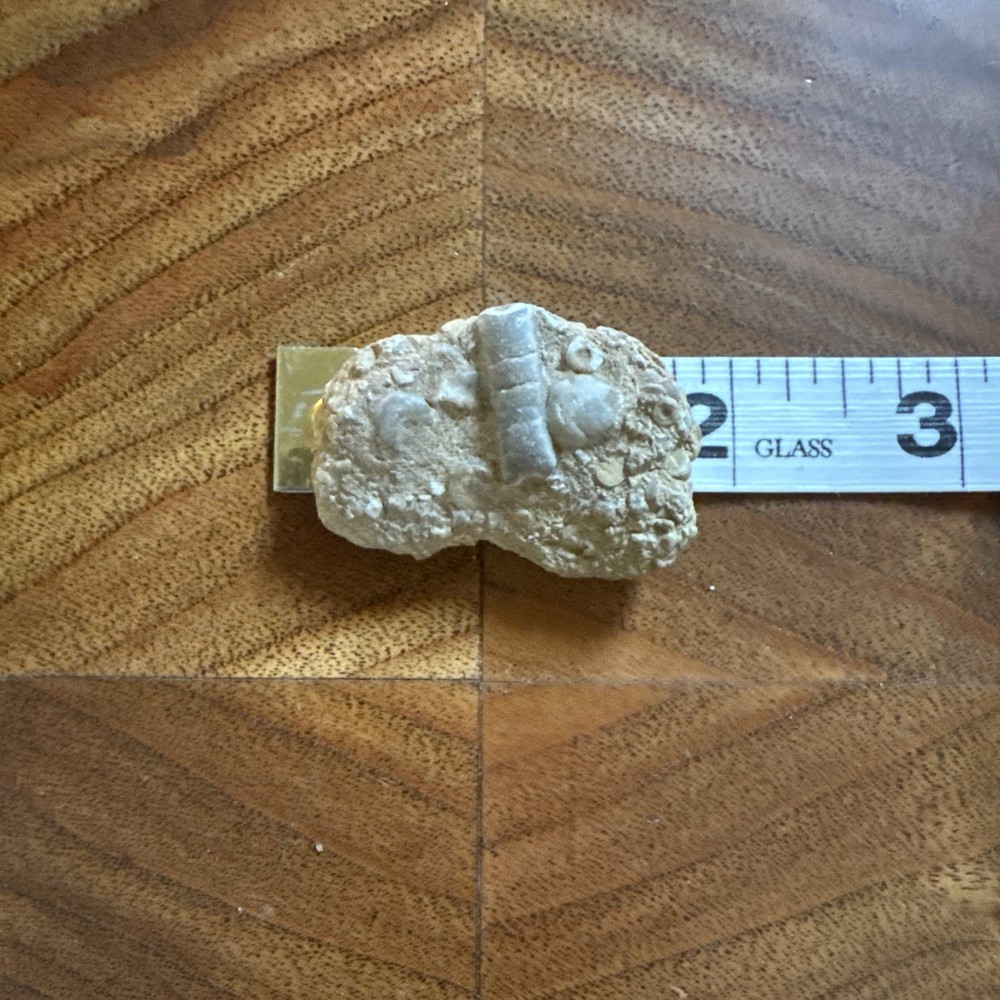 2” Fossil Specimen