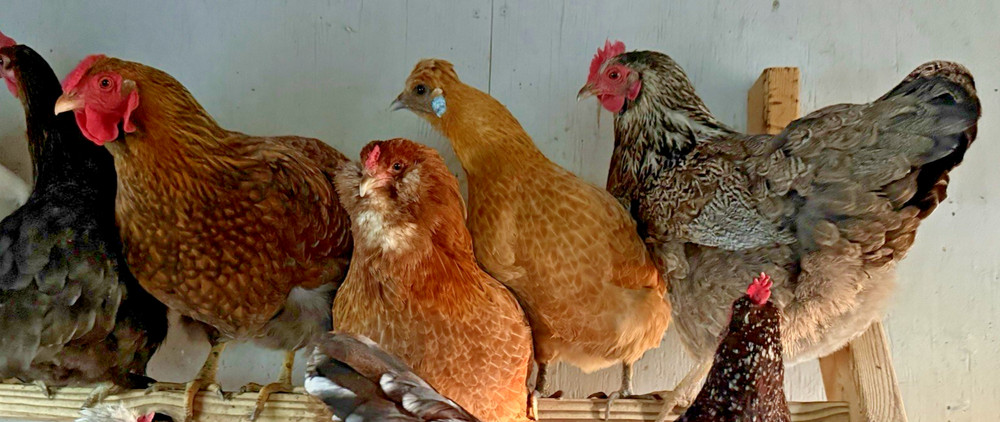 8++ Chicken Hatching Eggs ~Barnyard Mix~ Rainbow Egg Layers ~ Premium Breeds