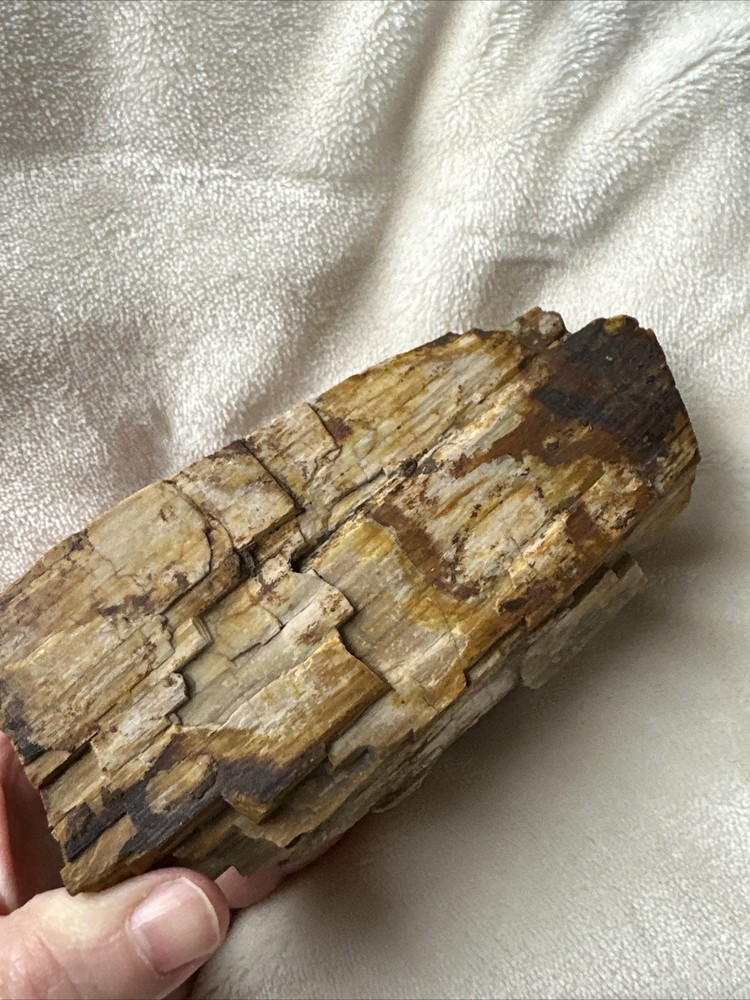 Petrified Wood