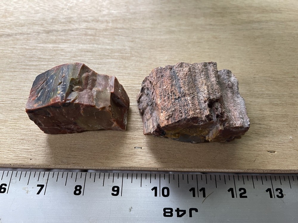 Petrified Wood Collection