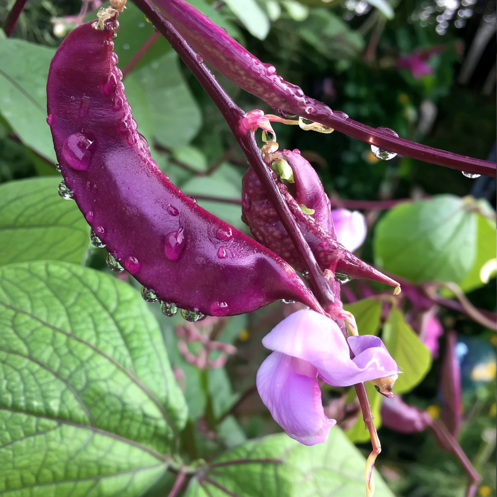 Ruby Moon Hyacinth Bean 20 Seeds | Violet Pods & Fragrant Purple Blooms