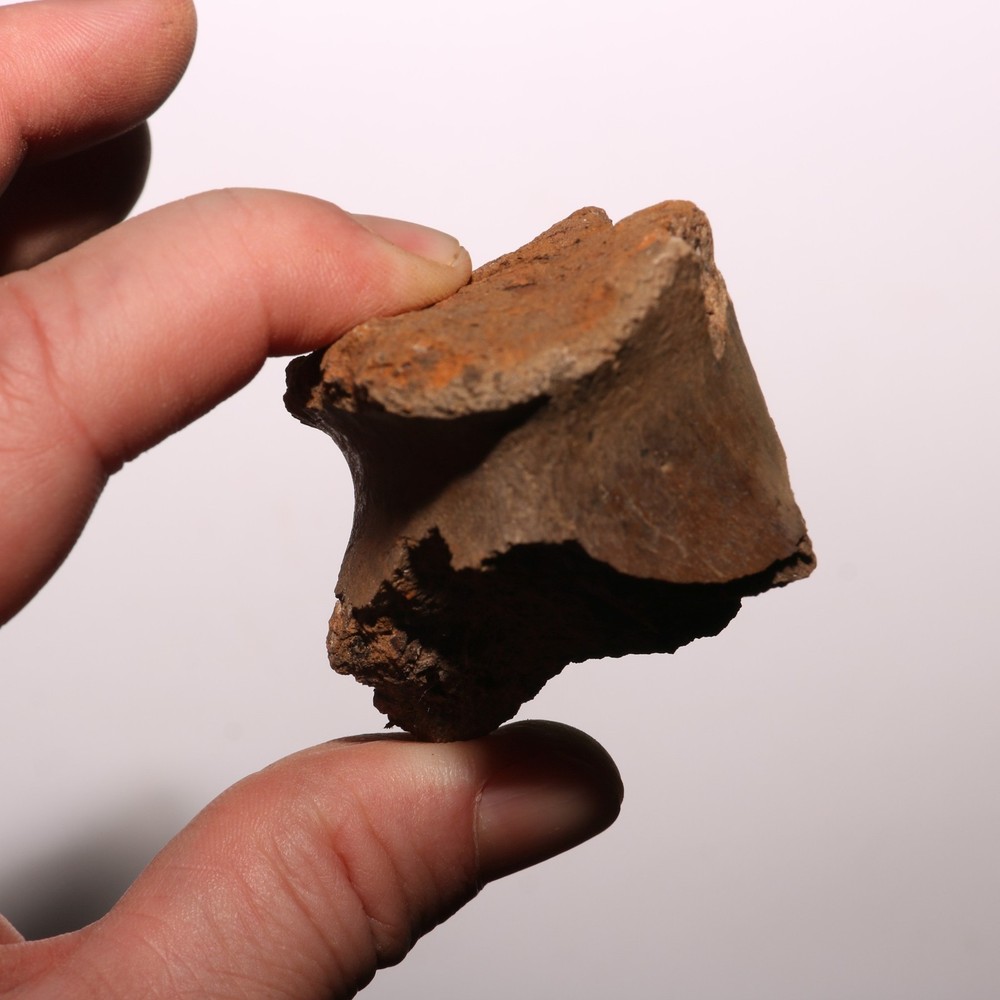 Dinosaur Vertebra Partial - Authentic Fossil - Hell Creek Formation Cretaceous