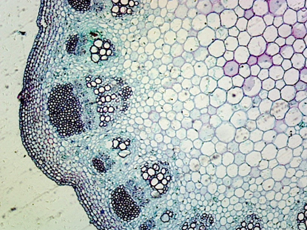 Lavender Stem; Typical Dicot Stem; Cross Section