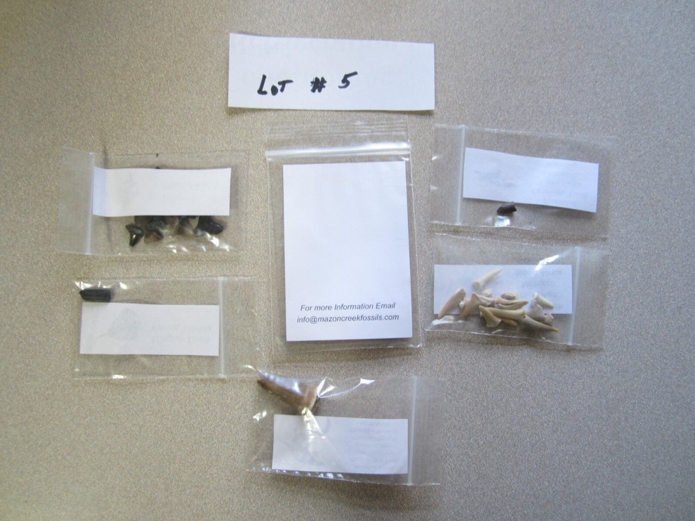 Dinosaur, Mammal, Sharks Teeth Kit