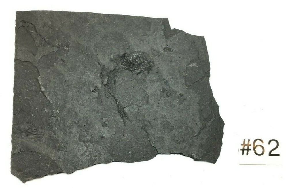 FOSSIL FISH CLUPEA
