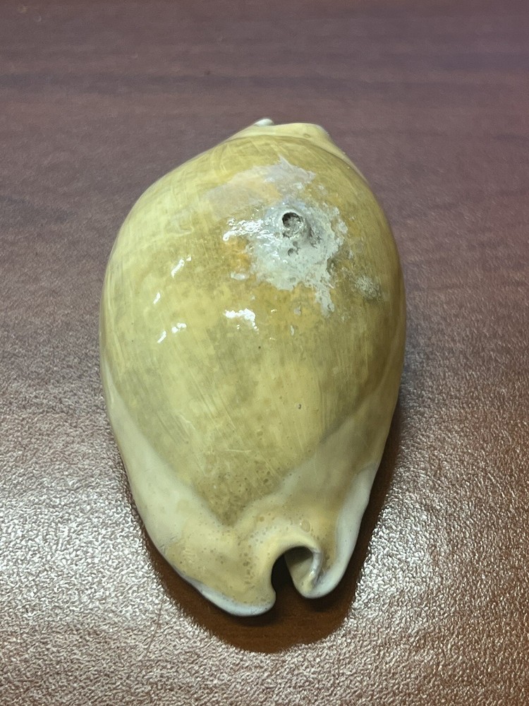 EXTINCT Fossilized COWRIE Shell From Central Florida , Pliocene Era.